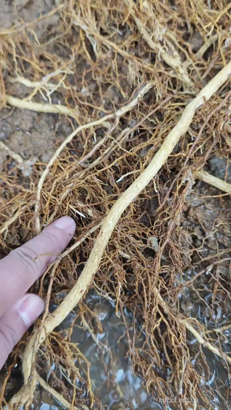 沙糖根的功效与作用