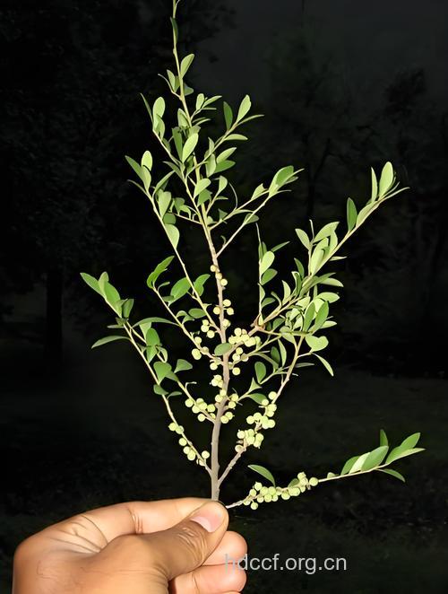 针刺铁仔的功效与作用