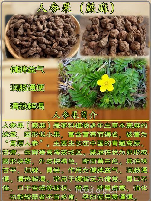 蕨麻的功效与作用