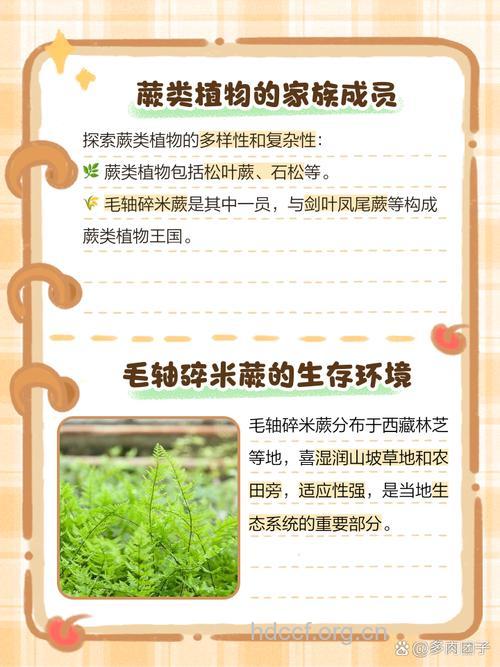 毛轴碎米蕨的功效与作用