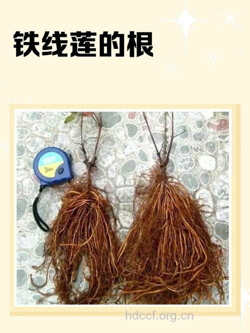 铁藤根的功效与作用