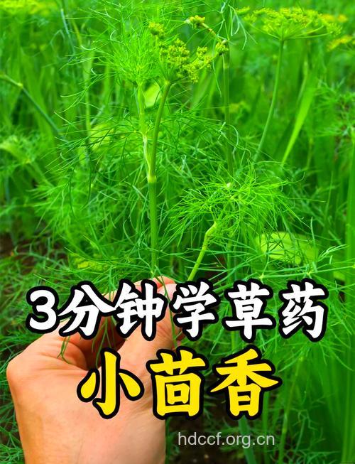 小茴香能治疗的六种病