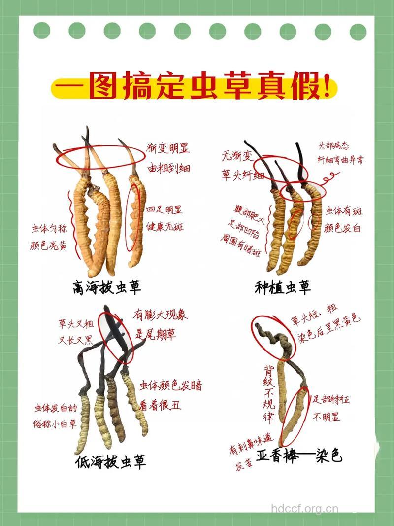 怎么正确分辨真假虫草