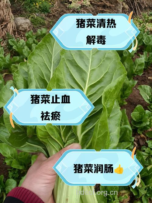 母猪菜的功效与作用