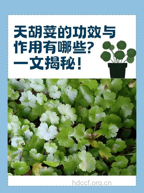 密叶天胡荽的功效与作用