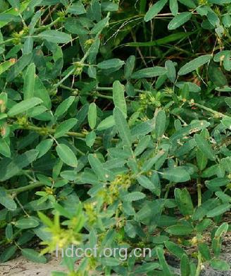 枝儿条的功效与作用