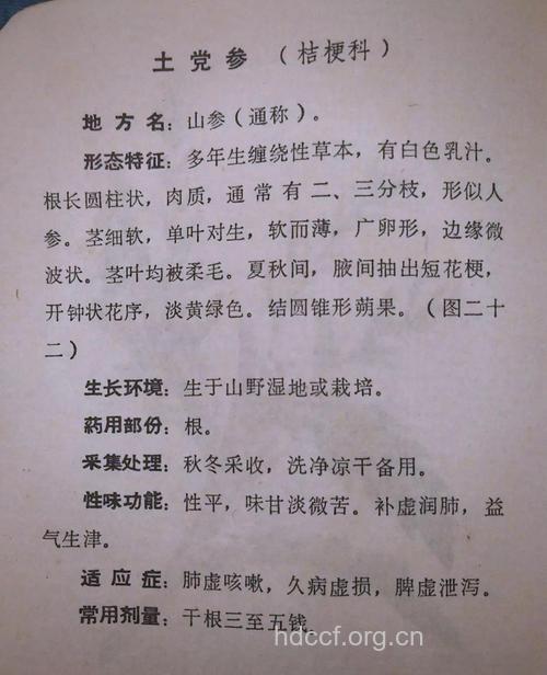 土党参的功效与作用