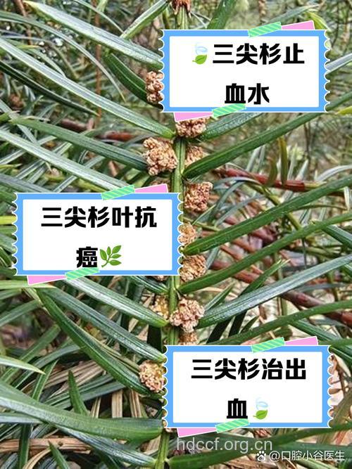 杉叶的功效与作用