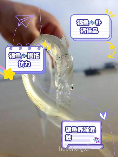 银鲛的功效与作用