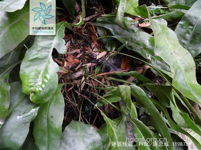 矩圆线蕨的功效与作用