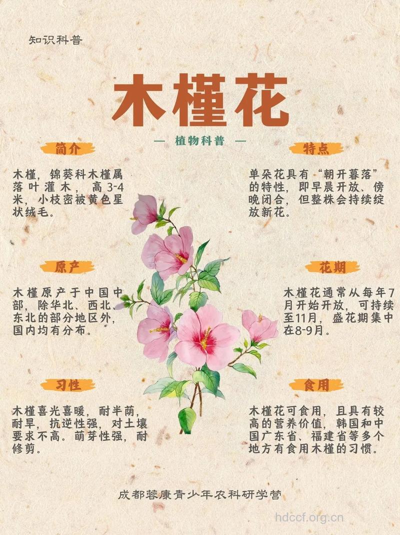 木槿的功效与作用