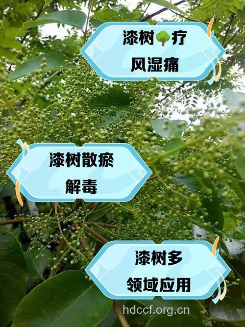 小漆树的功效与作用