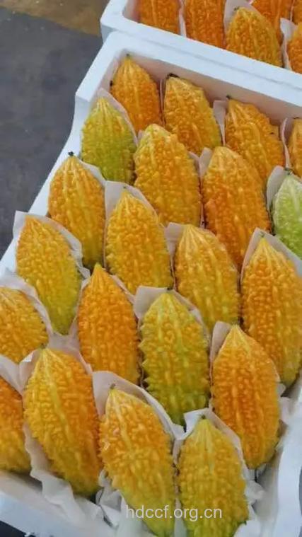 铃当子的功效与作用