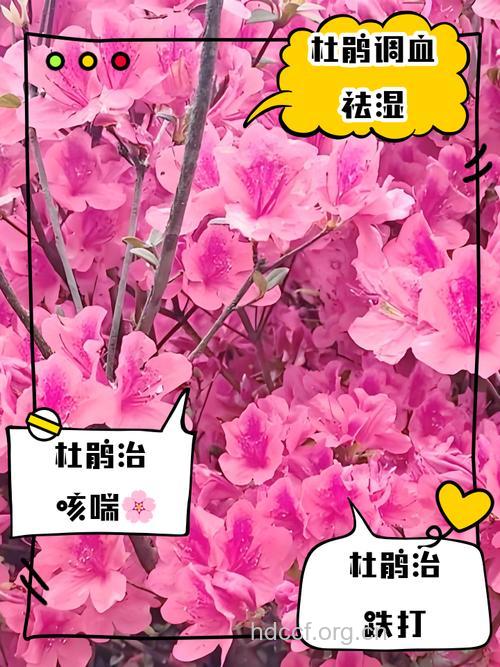 小叶杜鹃的功效与作用