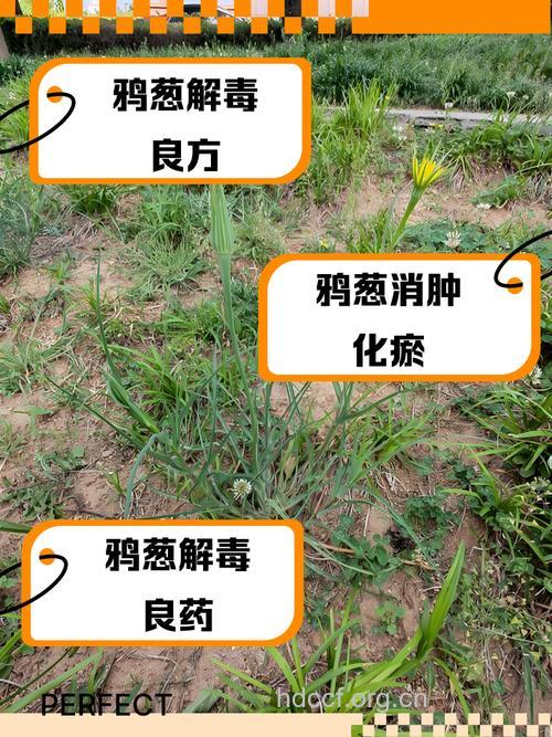 小鸦葱的功效与作用
