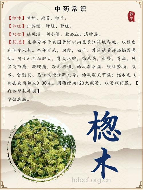 鸟不宿的功效与作用