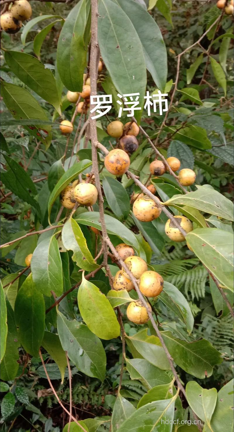 罗浮柿根的功效与作用