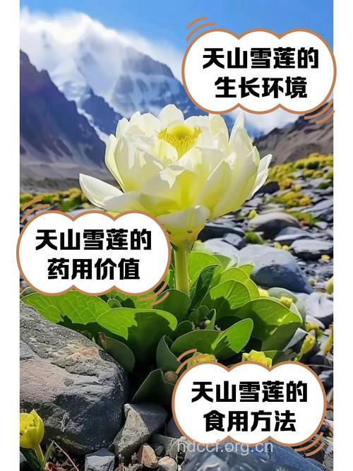新疆雪莲的功效与作用