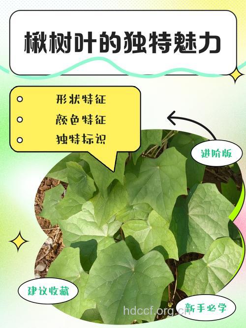 楸叶的功效与作用