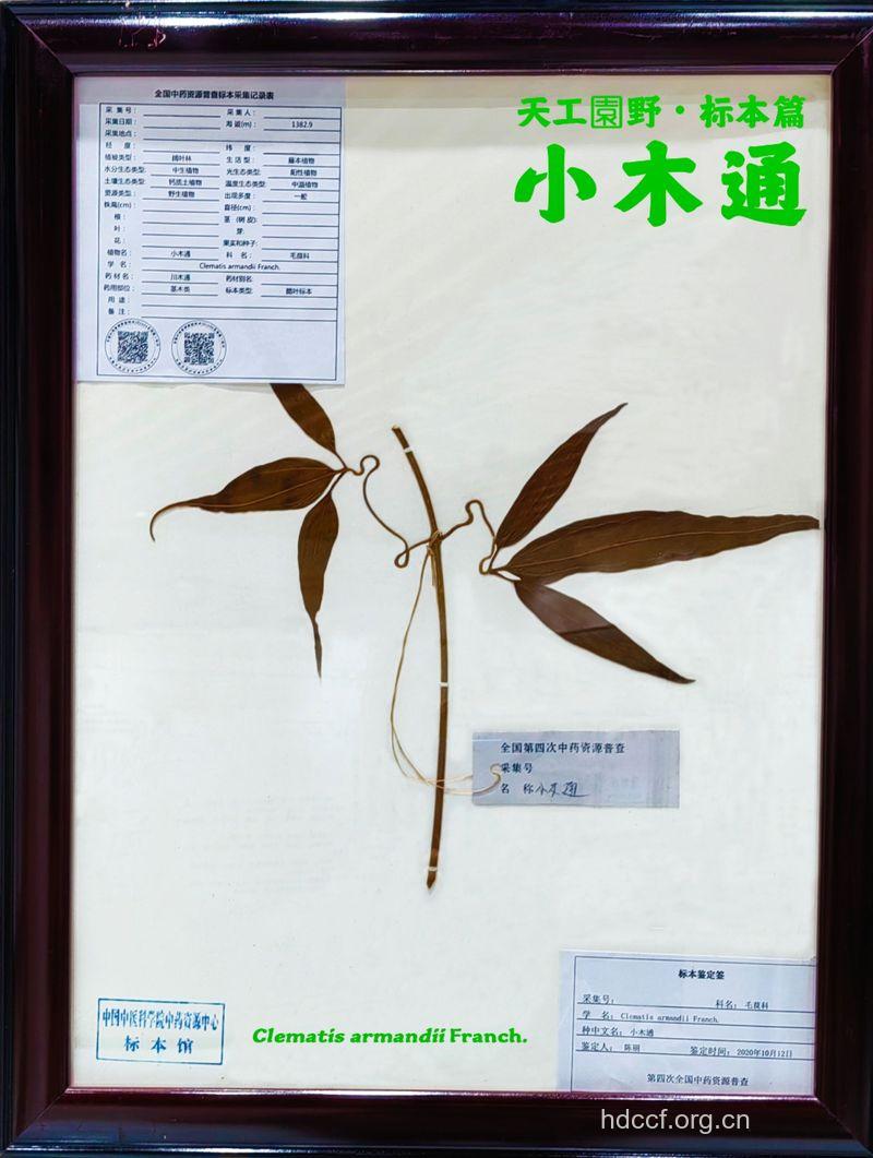 小泡通树的功效与作用