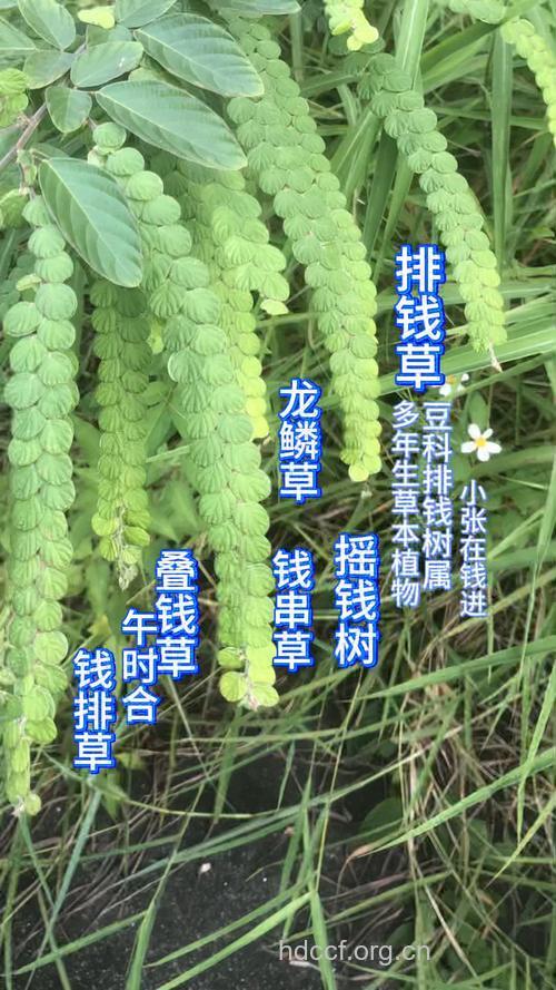 摇钱树根的功效与作用
