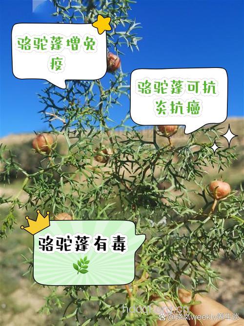 骆驼蓬的功效与作用