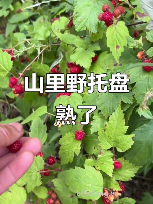 托盘的功效与作用