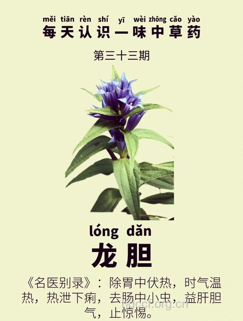 龙胆的功效与作用
