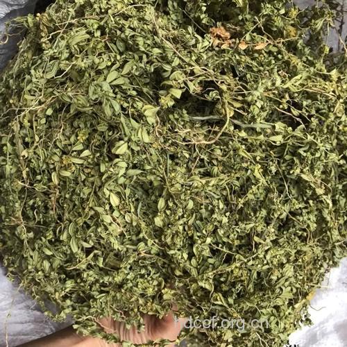小金牛草的功效与作用