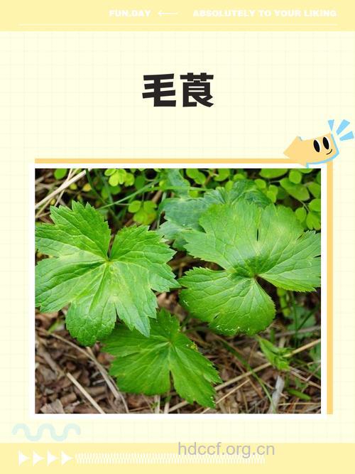 披针叶毛茛的功效与作用
