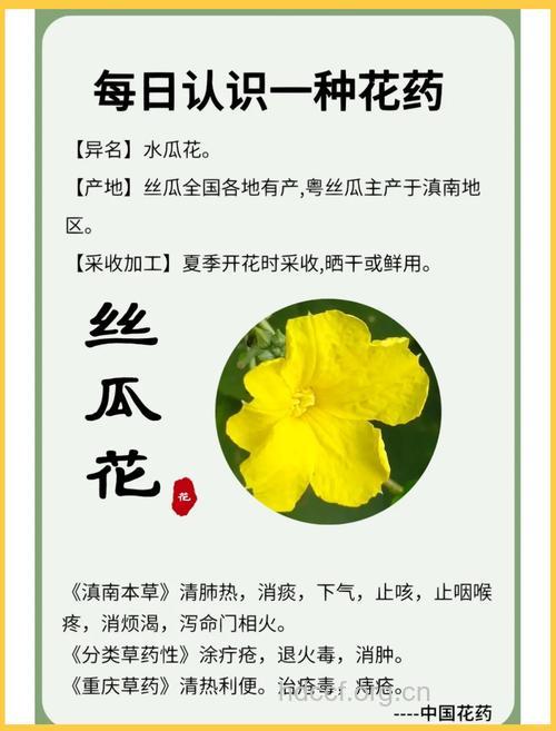 丝瓜花的功效与作用