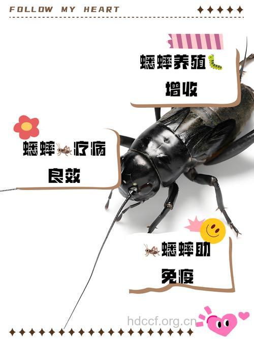 蟋蟀的功效与作用