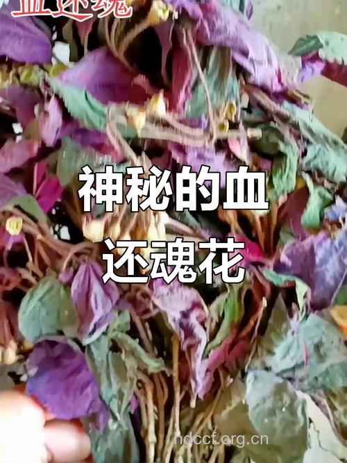 野海棠的功效与作用