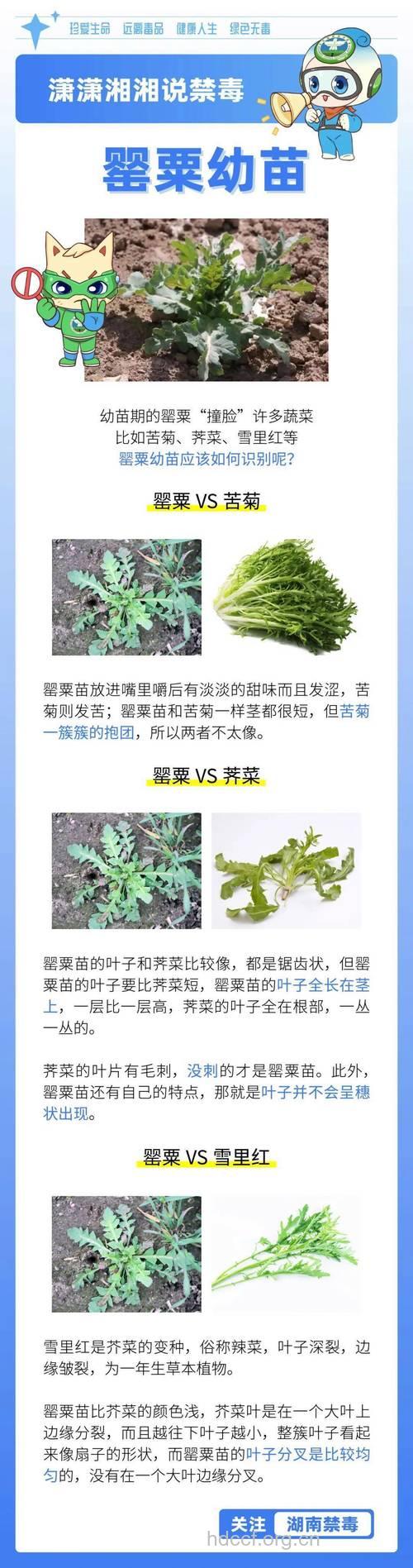 蓟罂粟的功效与作用