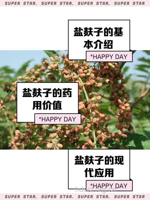 盐麸子的功效与作用