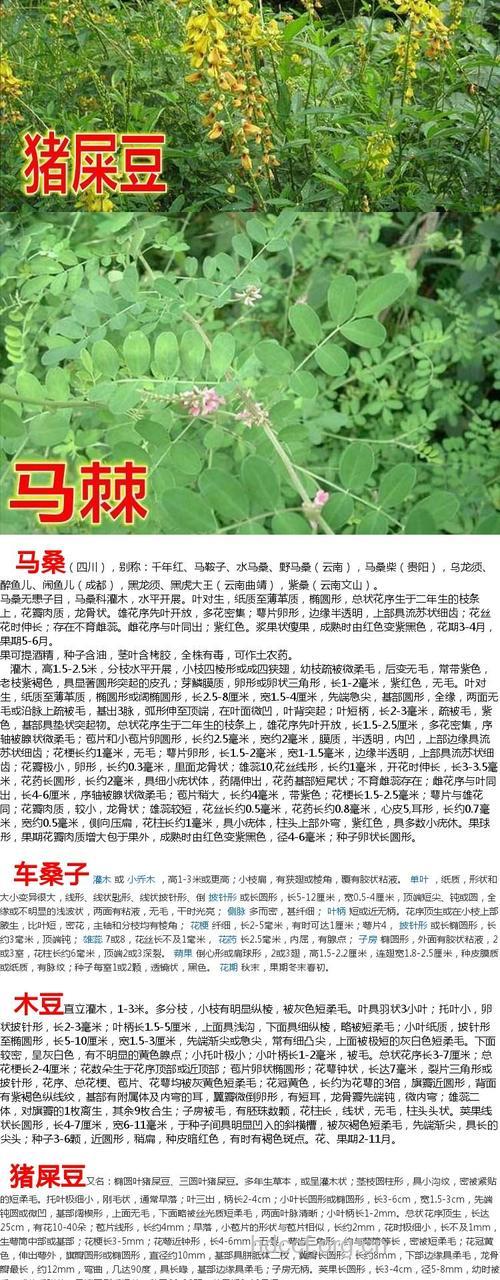 水马桑枝叶的功效与作用