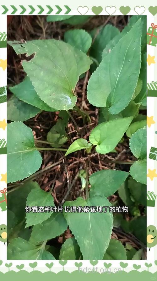 如意草的功效与作用