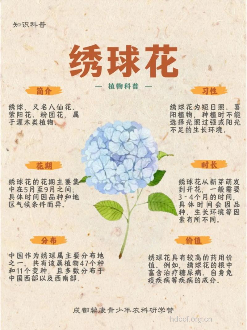 紫阳花的功效与作用