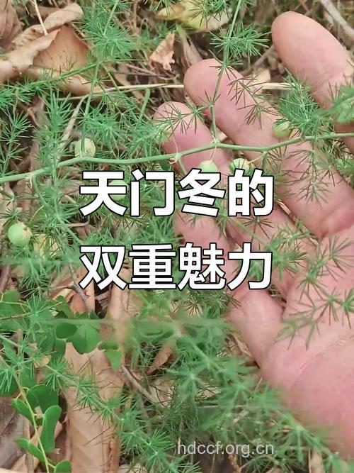 曲枝天冬的功效与作用