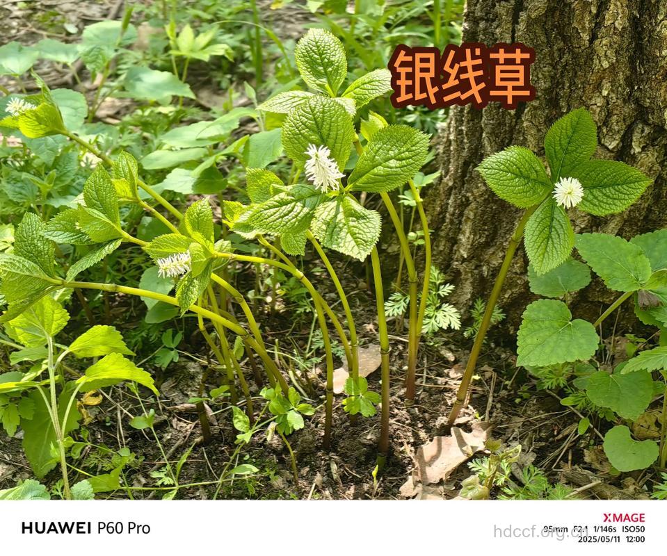 银线草的功效与作用