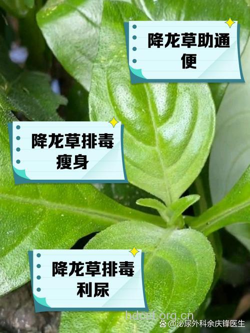 降龙草的功效与作用