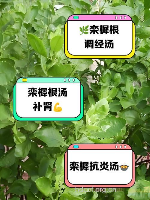 栾樨的功效与作用