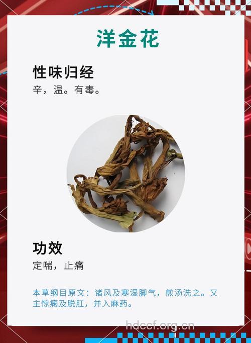 洋金花的功效与作用