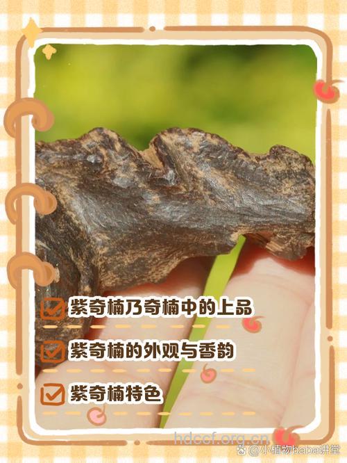紫楠的功效与作用