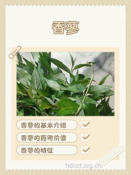 香蓼的功效与作用