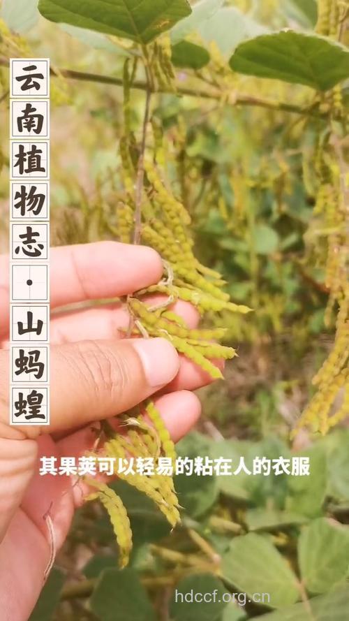 马蝗果的功效与作用