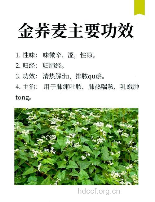 金荞麦茎叶的功效与作用