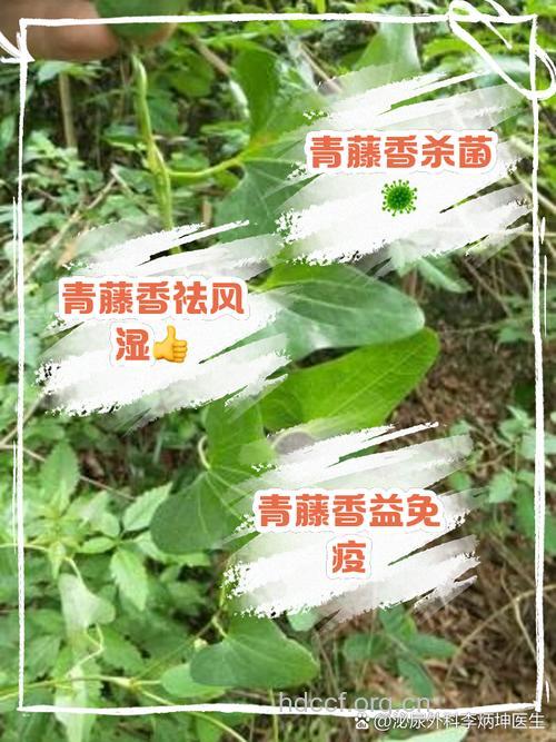 青香藤的功效与作用