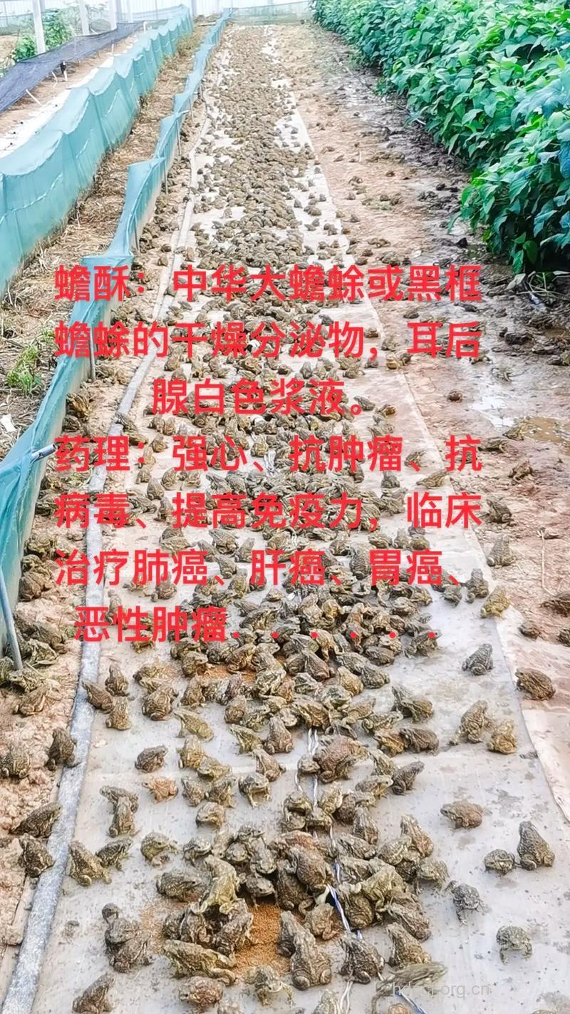 青蛙的功效与作用
