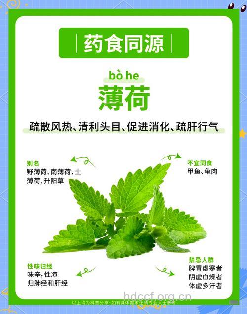 薄荷可治疗哪些疾病